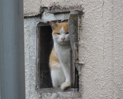 �˂��p���H