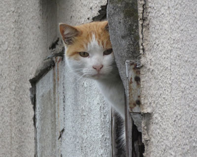 ������ꂽ