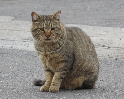 �����Ƃ�