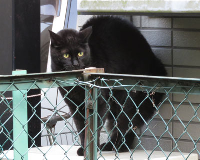 ���Γ�����