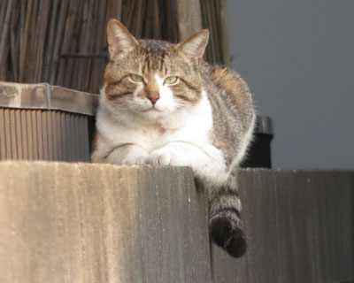 ���b�Ƃ�����