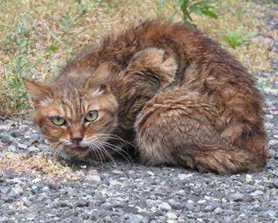 �������C������