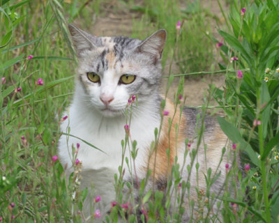 ������锖�O�т����