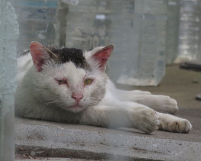 �܂��₳����Ă�