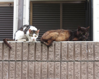 ���߂Ċ炪�ʂ����������