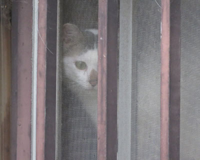 �����ɂ�����