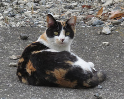 �U������Ȃ܂�