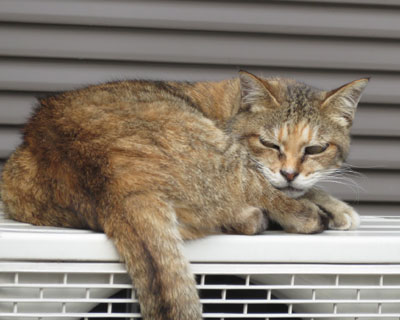 �L�c�l�ڂ̂˂�