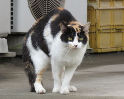 �߂��Ɠ{��