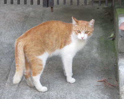 �����̂܂��ɂ悭����q