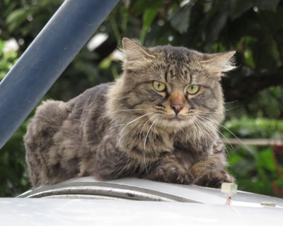 �S�[�W���X�����