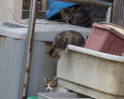 �ӂ�ӂ�O��