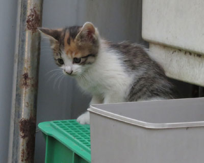 ���[�E�E�E