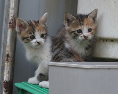 �݂�Ȃō���