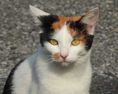 �����Ă邱�ƂɋC�Â���