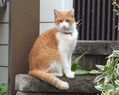 ���X�Ƃ��Ă�