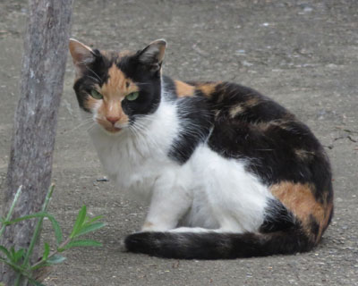 ���ʎO�т����