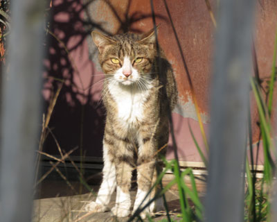 ���ꂳ��ɂɂ�܂ꂽ