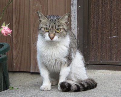 �����߂˂�