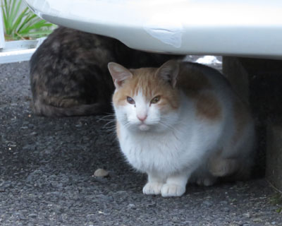 �������݂��