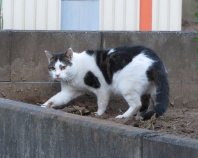 ���R���߂Ă�