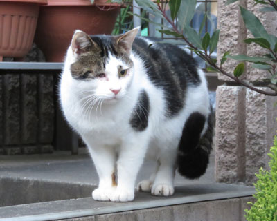 �Ȃ�������Ă���