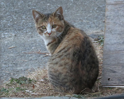 �����Ԃ�����