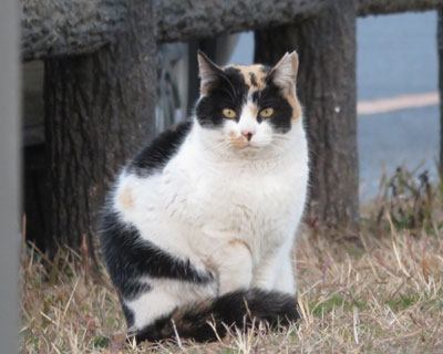 ���������Ό������C