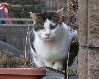 �����C�ɂȂ�