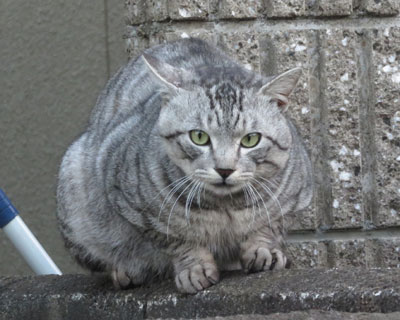 ���킢�����܂���