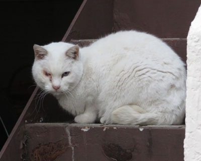 �Жڂ̔������