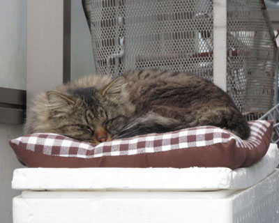 �˂��p���z�c