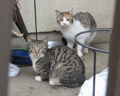 �܂������