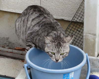 �������Ɛ�������ł�