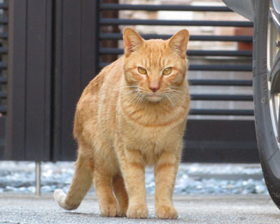 �݂�ڂ̂˂��͑����炵��