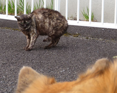 �������{���Ă�