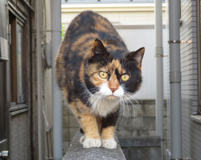 �܂������O�т����