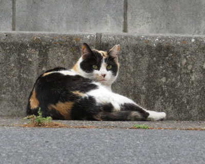 �ԓ��ł��낮�����O�т����