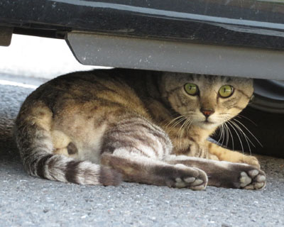 �ڂ����킢��