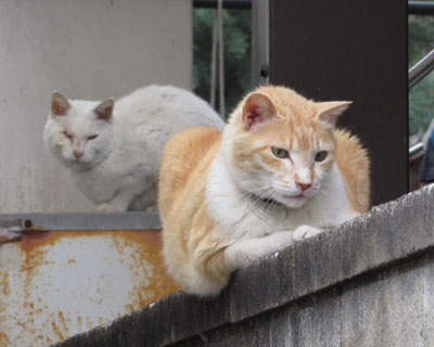 �Жڂ̔������ƃX���X�������͂��F�B