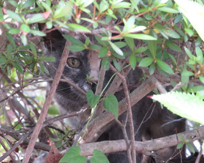 �n�N�r�V���ӂ�