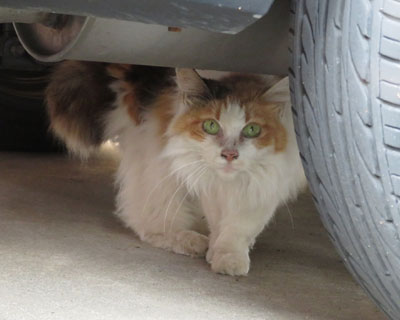 �ӂ��ӂ��O�т����