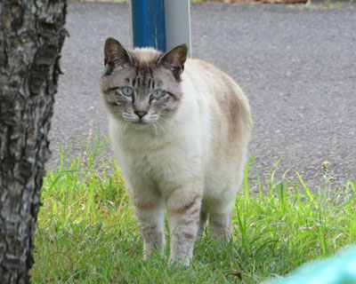 ���Ă����˂�