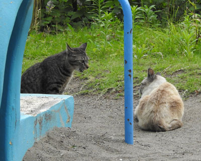 �P���J���Ă�