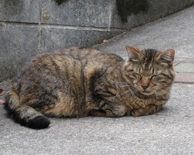 ���̂��܂��܂�����