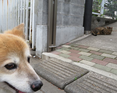 ���ƋC�ɂ��Ȃ��q