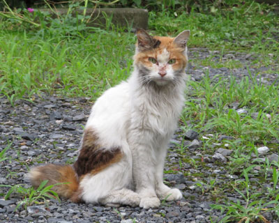 ���ꓯ���q�H