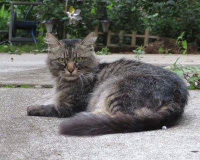 �S�[�W���X����񂪉Ėт�