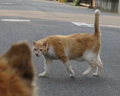 �������C�ȃX���X�������