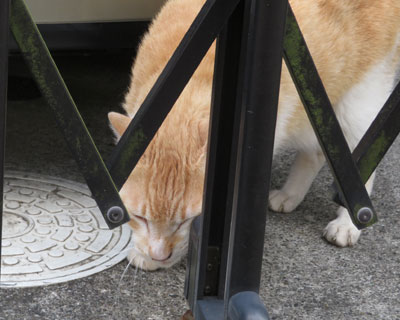 �t�F���X�ɃX���X��